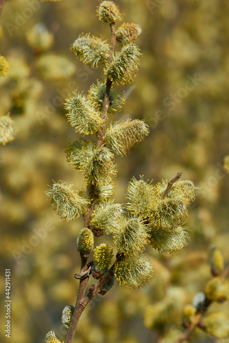 Blüten der Sal-Weide 