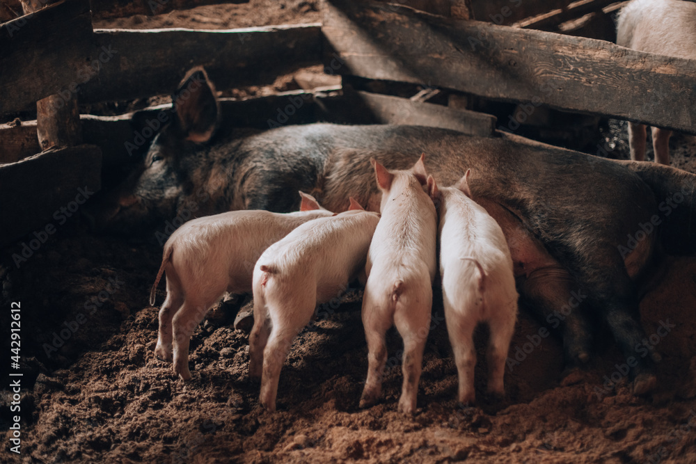Sow pig on a floor nursing cute piglets Sow pig on a floor nursing cute piglets