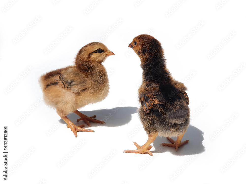 Two brown chicken chicks, two weeks old. One of them pulls his neck. Small brown chickens with shadow isolated on white background. Two brown chicken chicks, two weeks old. One of them pulls his neck. Small brown chickens with shadow isolated on white background.