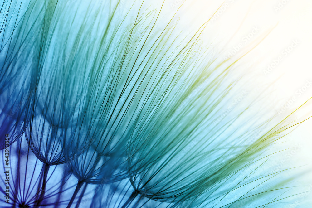 Obraz premium Beautiful fluffy dandelion flower, closeup. Color tone