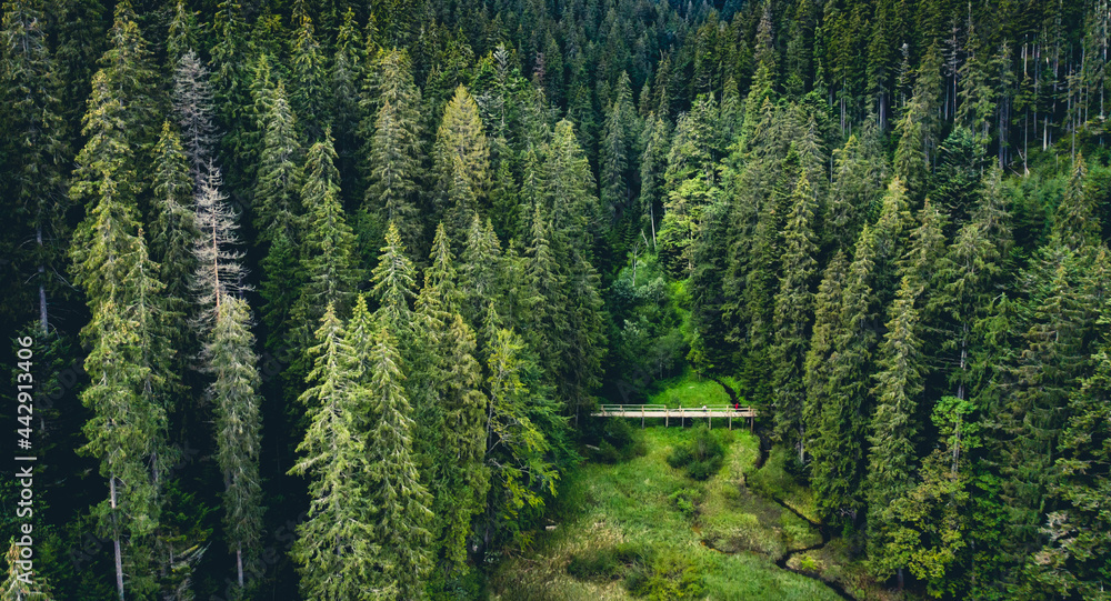 Pine trees in National Nature Park Synevir, view from above