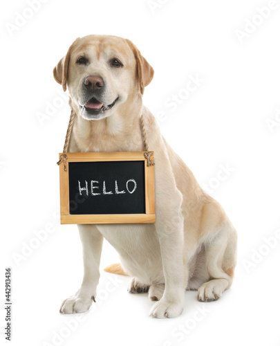 Adorable dog with Hello sign on white background