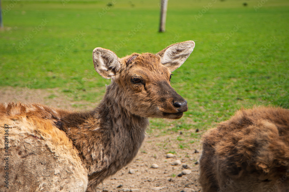 Fototapeta premium young deer in a nature reserve, reindeer farm, wild animals in a nature park