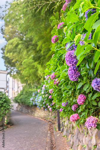 Asuka-no-komichi road famous for its hortensias in June adorned with japanese purple hydrangea flowers called ajisai or hon-ajisai blossoming behind the Asukayama Park. photo