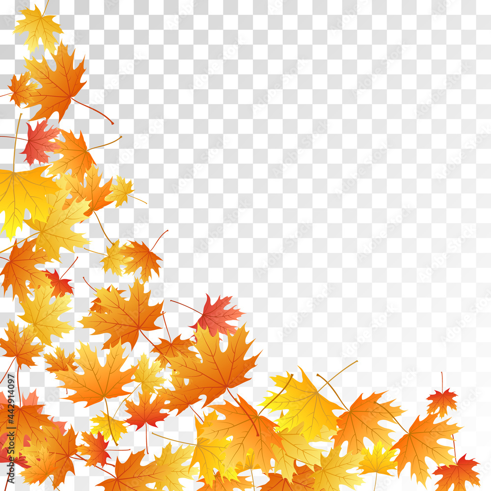 Maple leaves vector illustration, autumn foliage on transparent background. Maple leaves vector illustration, autumn foliage on transparent background.