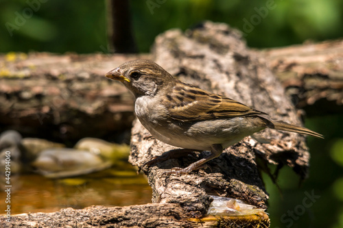 Just one sparrow on the rock. © dadalia
