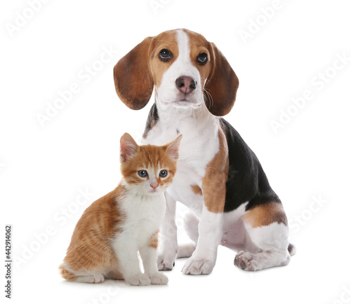 Adorable little kitten and puppy on white background