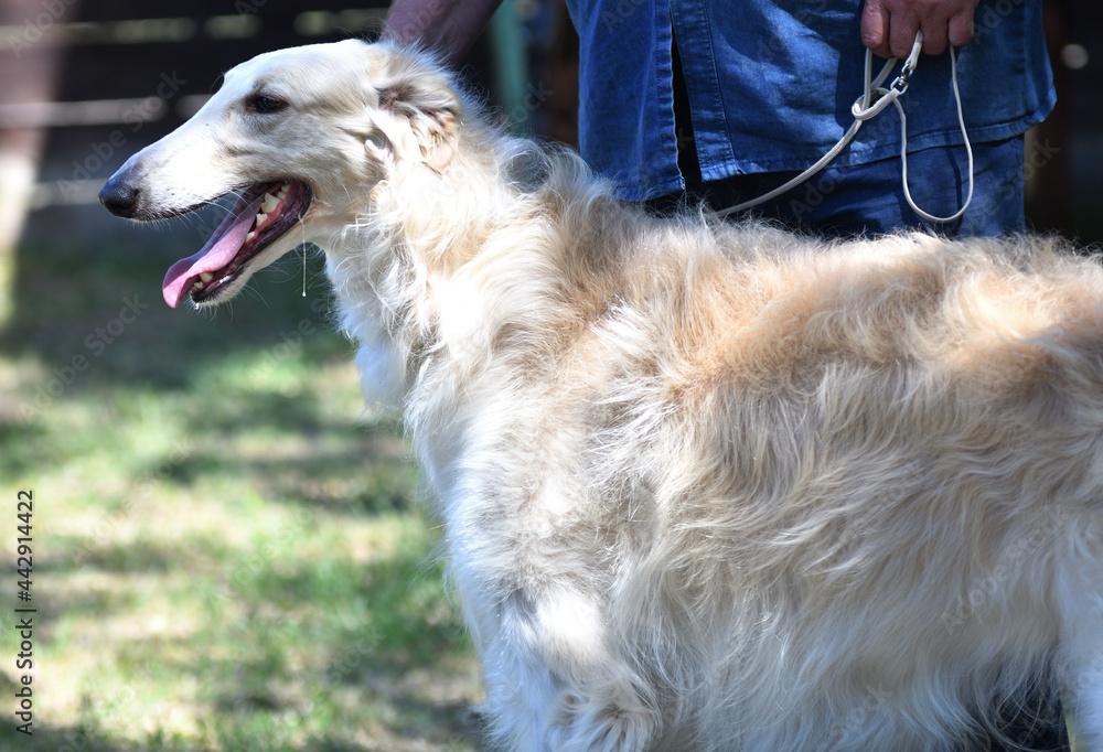 Russian dog greyhound - breed of hunting dogs Russian dog greyhound - breed of hunting dogs