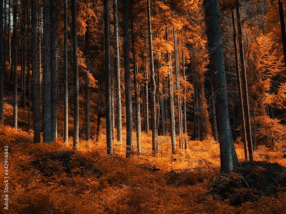 Atmospheric coniferous forest with sunshine in the morning. Beautiful autumn forest. Fall colors in the woods.