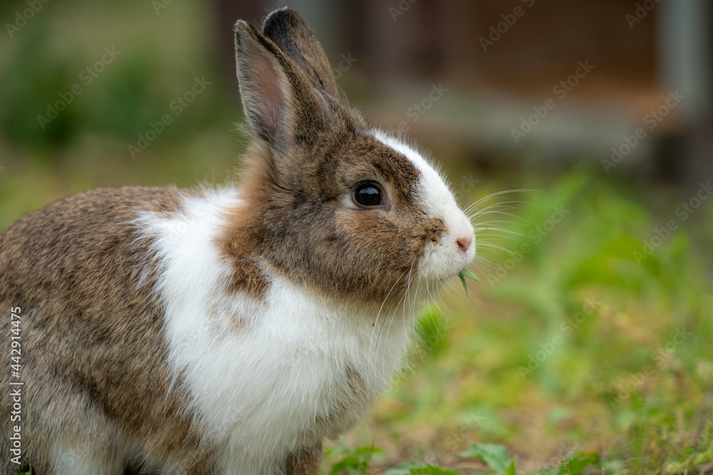 うさぎ うさぎ