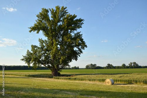 lonely tree in the rural landscape in bright spring day in Vojvodina