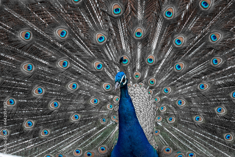 Obraz premium クジャク