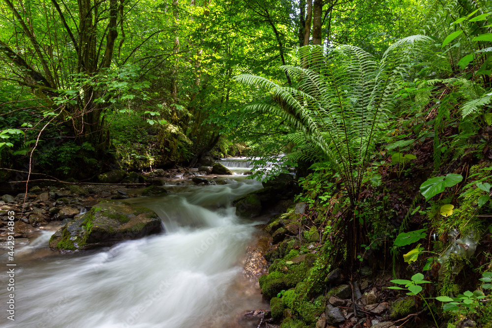 Mountain river in the Carpathians on a summer day with clear crystal water, rocks overgrown with moss and ferns. Long exposure. The concept of virgin wildlife. Mountain river in the Carpathians on a summer day with clear crystal water, rocks overgrown with moss and ferns. Long exposure. The concept of virgin wildlife.