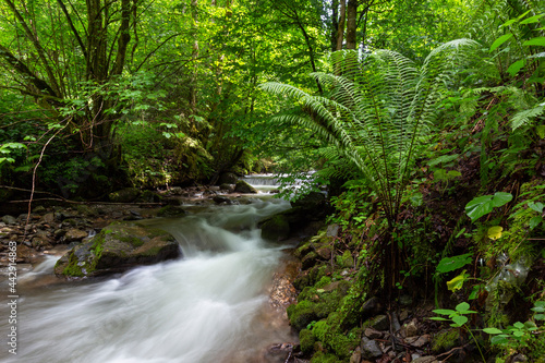 Mountain river in the Carpathians on a summer day with clear crystal water, rocks overgrown with moss and ferns. Long exposure. The concept of virgin wildlife.