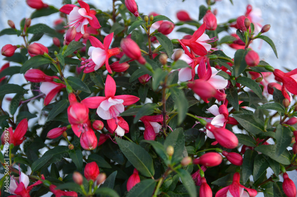 blooming red white fuchsia plant blooming red white fuchsia plant