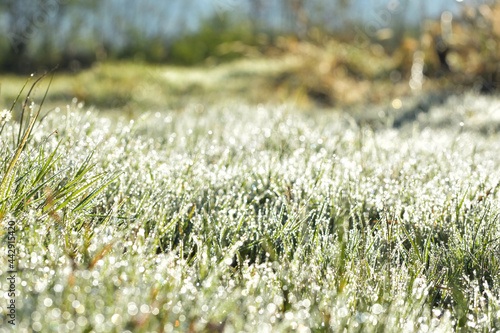 Fresh green grass with dew drops in sunshine, shallow depth of field