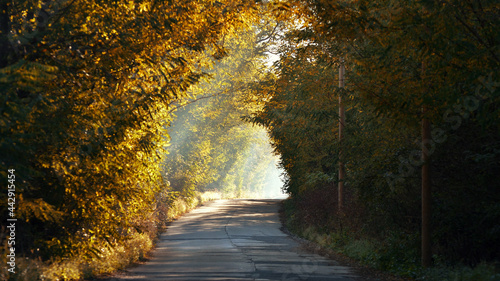 Concrete road in autumn forest