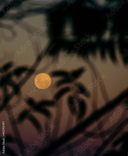 Full moon and trees