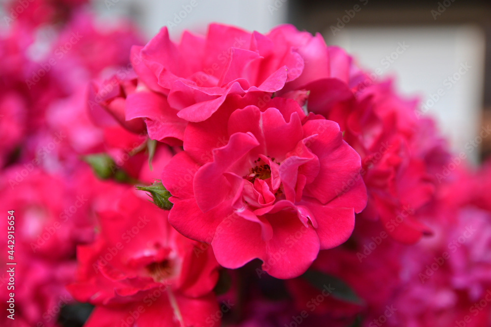 bushes of blooming pink roses growing in the garden bushes of blooming pink roses growing in the garden