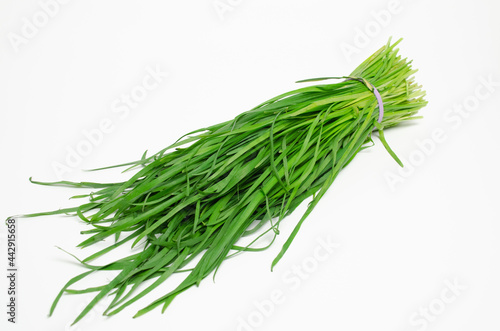 Bunch of garlic chives (Allium tuberosum) on a white background. Widely used in Asian cuisine.