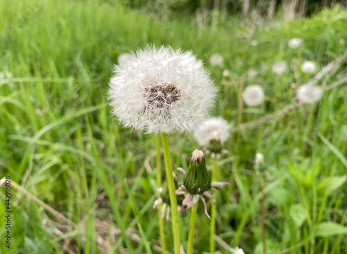 A big fluffy white dandelion. There is another one with a yellow bud growing nearby. On a green glade with grass and flowers