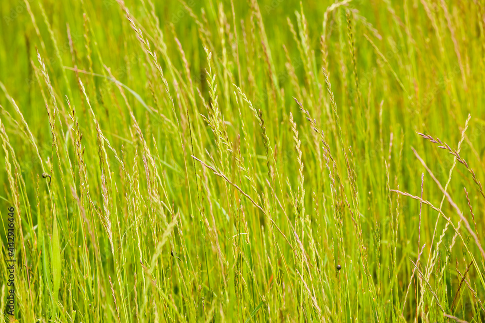landscape with wild grass, blurred background landscape with wild grass, blurred background