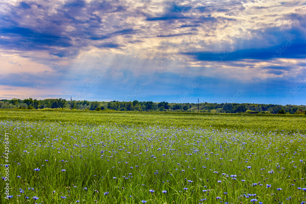 Fototapeta premium rural landscape with a field of flowers in spring