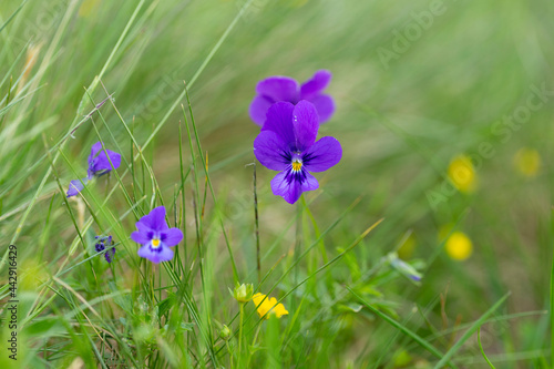 Viola declinata is an alpine perennial plant of the violet family, endemic to the Eastern Carpathians. Wild flowers - Johnny Jump up, heartsease - Viola declinata photo