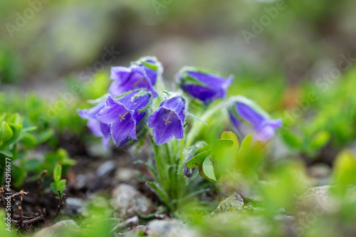 Beautiful purple flowers Campanula alpina Jacq, Alpine bell in the Carpathians, Marmarosi massif. Campanula alpina is a species of perennial bellflower found in the Eastern Alps, Carpathian Mountains 