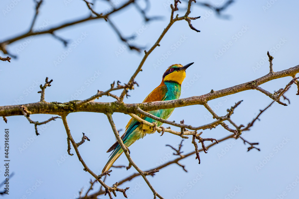 The European bee-eater sitting on a dry branch The European bee-eater sitting on a dry branch