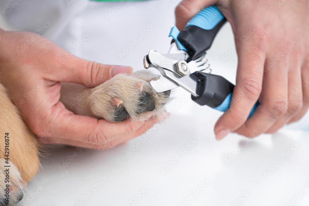 Vet hands cutting dog claws by scissors in clinic