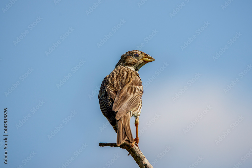 Fototapeta premium The Corn Bunting (Miliaria calandra ) singing