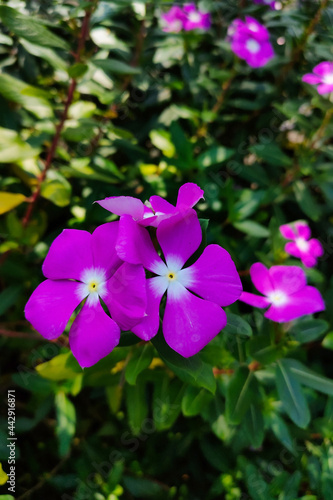 see beautiful purple flowers in the daytime