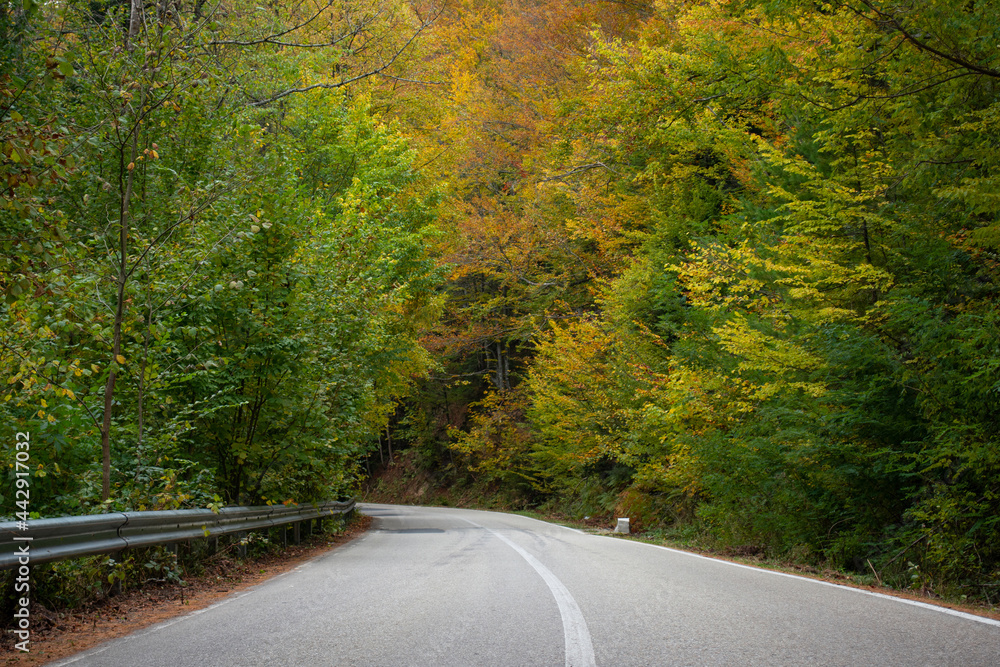 Old asphalt road in autumn forest
