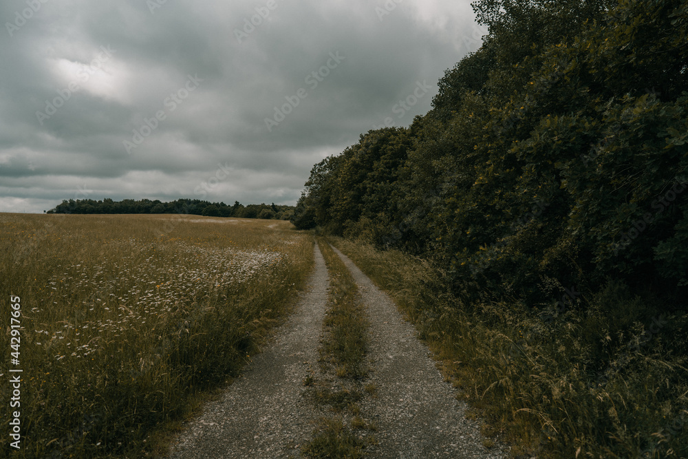 lonely walkway in the fields