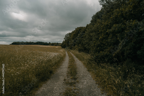 lonely walkway in the fields