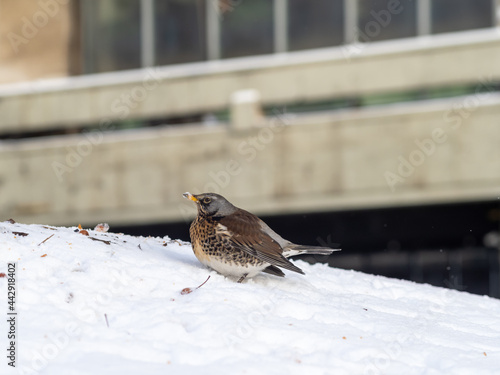 a bird in the city. the bird eats mountain ash in winter. a colorful bird on the snow in the city. Starling. grouse. winter bird