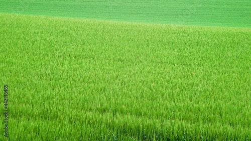 Wallpaper Mural 麦畑 Torontodigital.ca