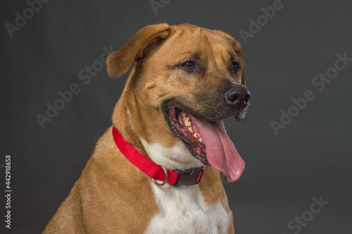 Large Orange and white dog