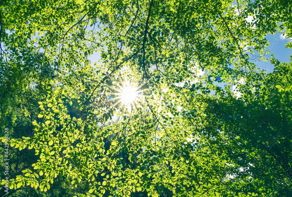 Green and healthy forest an important part of our ecosystem. Green and healthy forest an important part of our ecosystem.