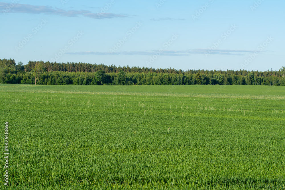 Fototapeta premium Green field and blue sky