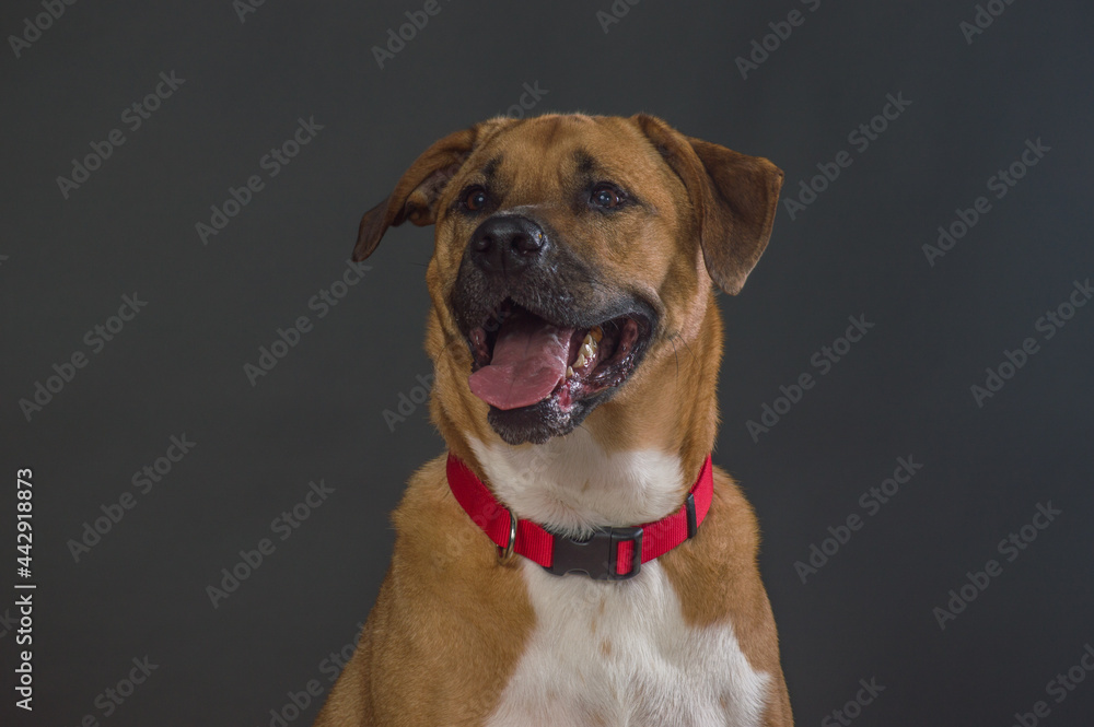 Large Orange and white dog