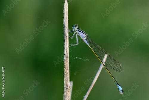 Blue tailed damselfly or common bluetail male sitting on a stalk of dry grass. Side view, close up. Genus species Ischnura elegans. 