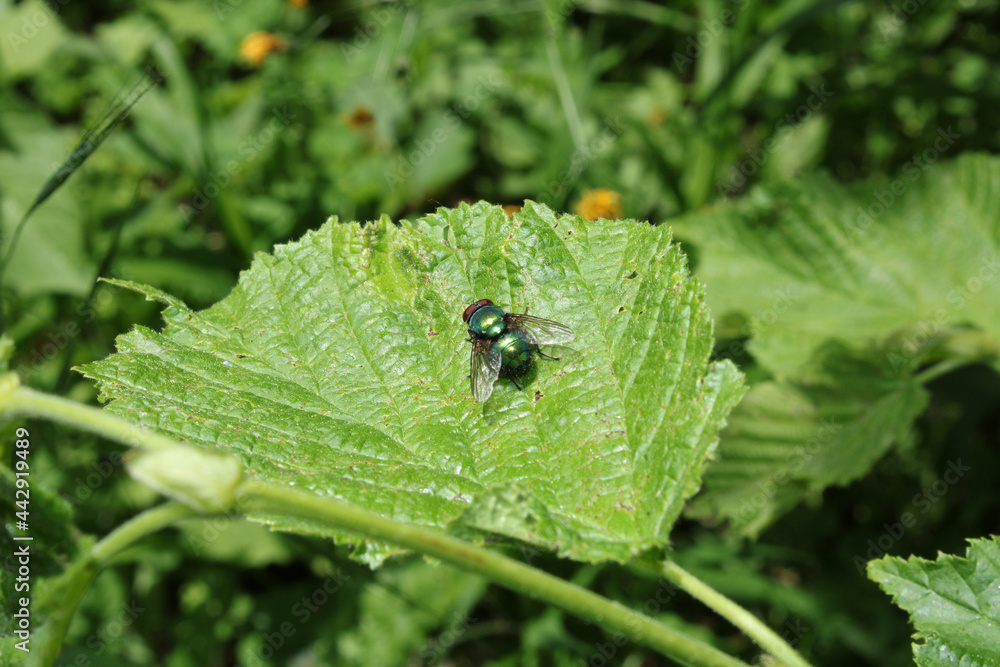 sarcophaga fly insect macro photo sarcophaga fly insect macro photo