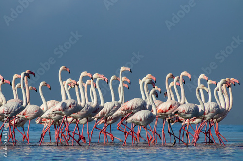 Wild african life. Group birds of pink african flamingos walking around the blue lagoon on a sunny day