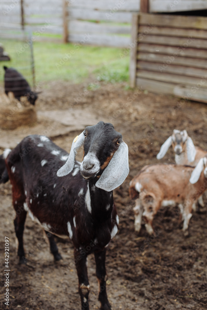 Domestic dairy alpine goat. Beautiful young goat in a special pen Domestic dairy alpine goat. Beautiful young goat in a special pen