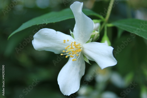 June wildflowers in Kislovodsk