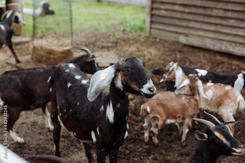 Domestic dairy alpine goat. Beautiful young goat in a special pen Domestic dairy alpine goat. Beautiful young goat in a special pen
