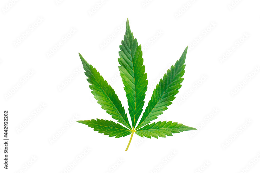 Cannabis leaf isolated on white background.
