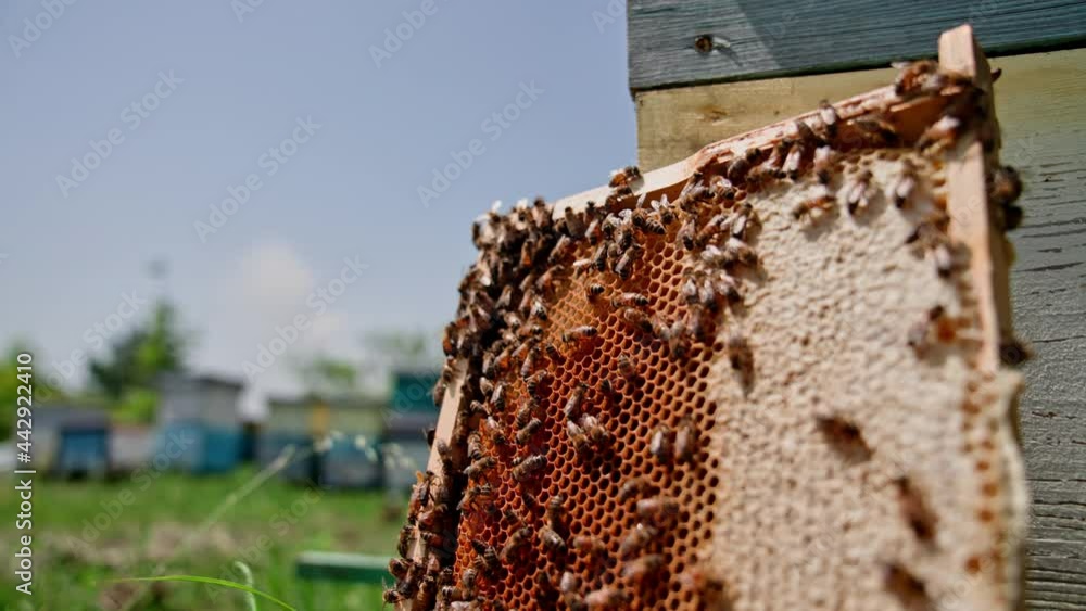 Honeycomb with bees near wooden hive. Honey bees making honey cells with a bee bread in a frame. Busy bees produce organic honey. Honeycomb with bees near wooden hive. Honey bees making honey cells with a bee bread in a frame. Busy bees produce organic honey.